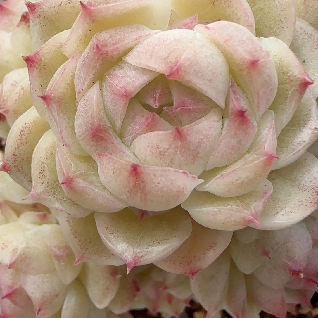 我****猫【闪购商品】0223-46散的