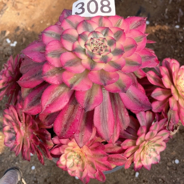 308多肉月蝉植物