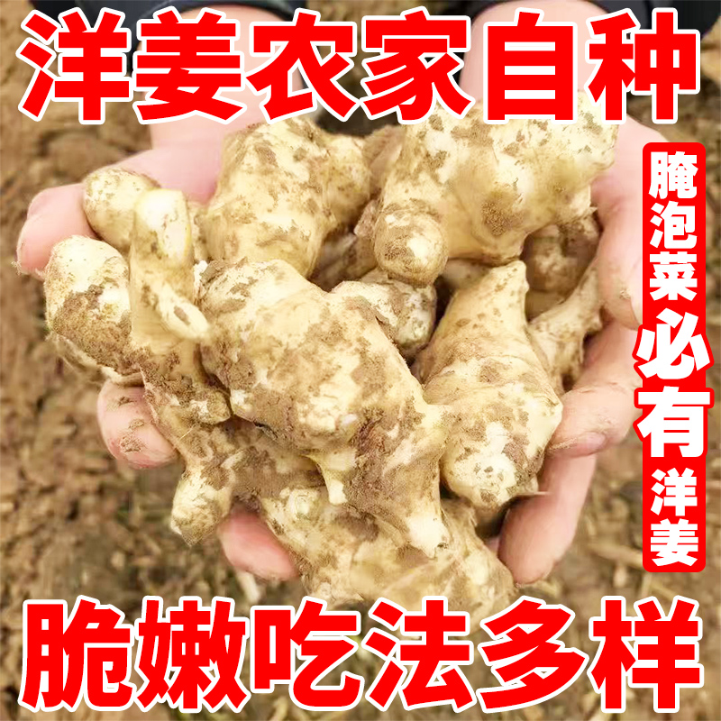 洋姜新鲜现挖沙地白洋姜腌酱菜泡菜不辣蔬菜姜不辣菊芋鬼子姜批发