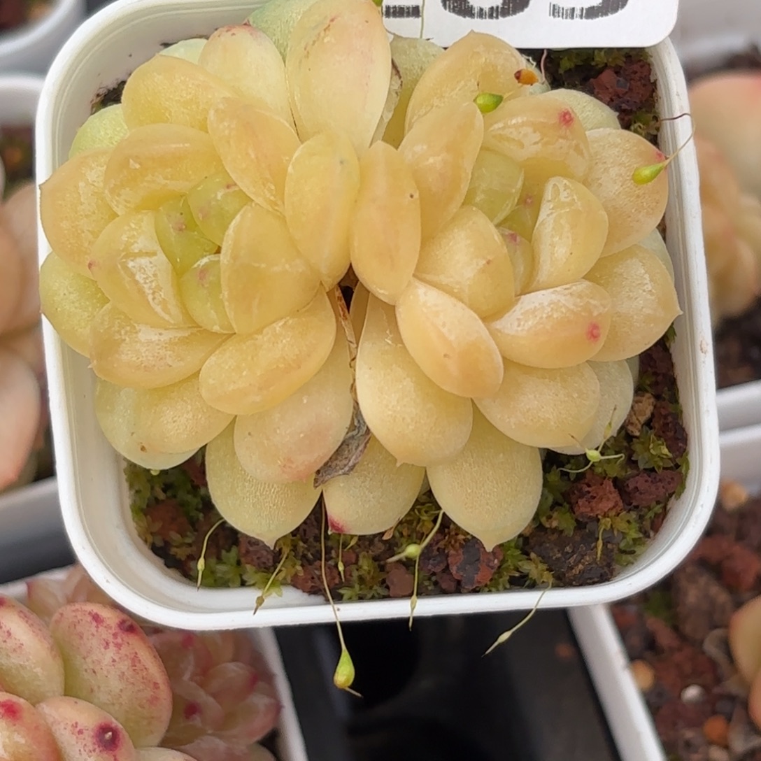 283脸部及腹部各饰四方龙