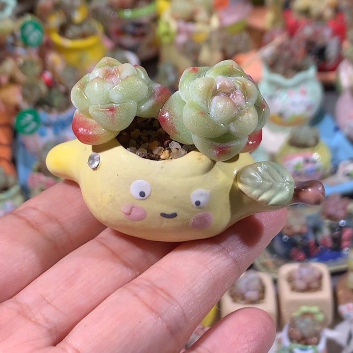 6号 3年桩冰透糖心冰玉带盆发货 满100包邮