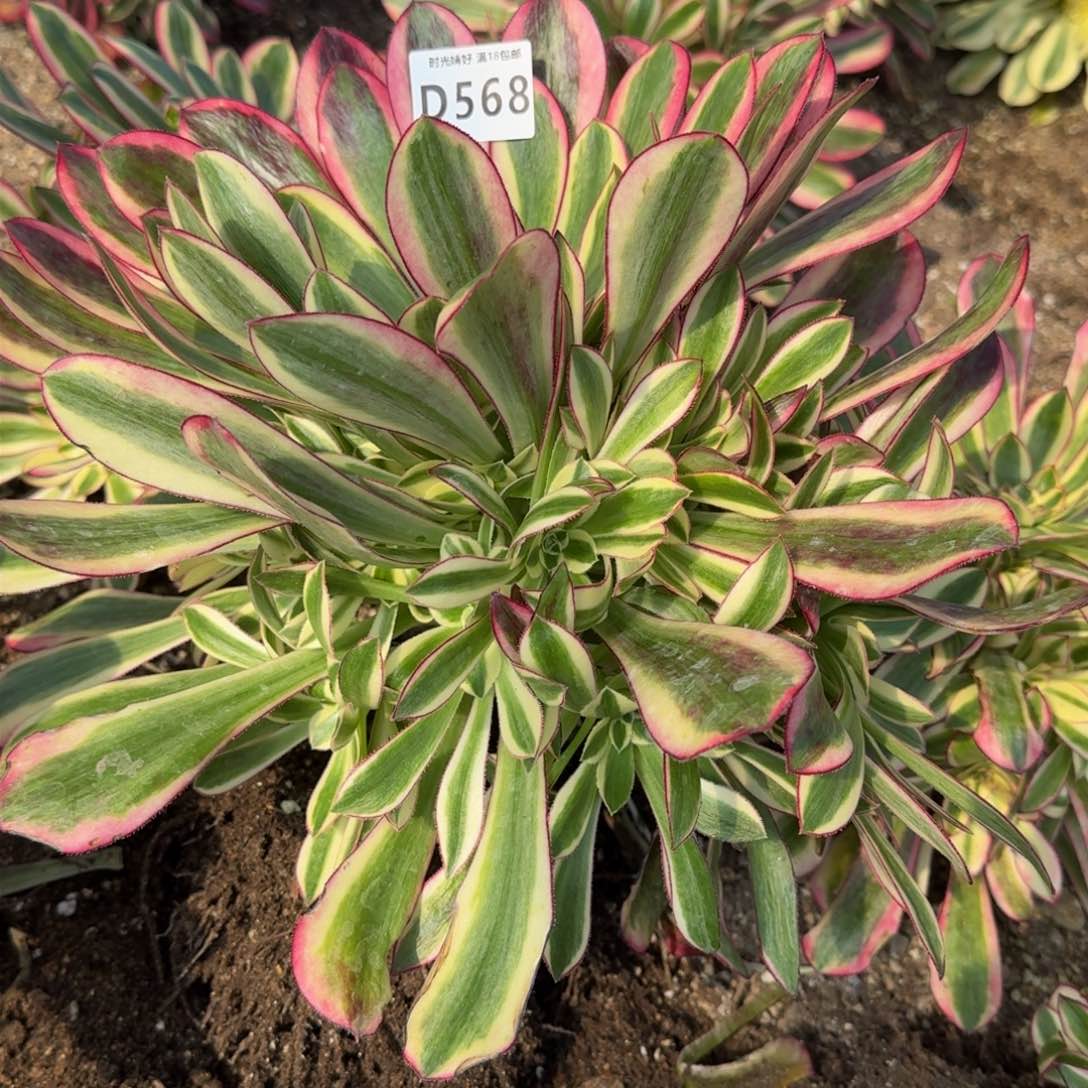 568冰淇淋多肉植物