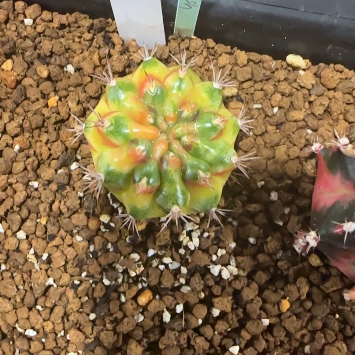 156-0117水母泰国发货多肉