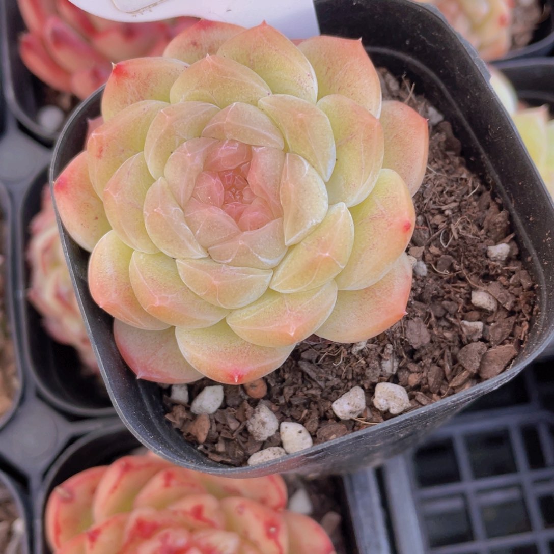 18号 精品白桃汽水一颗