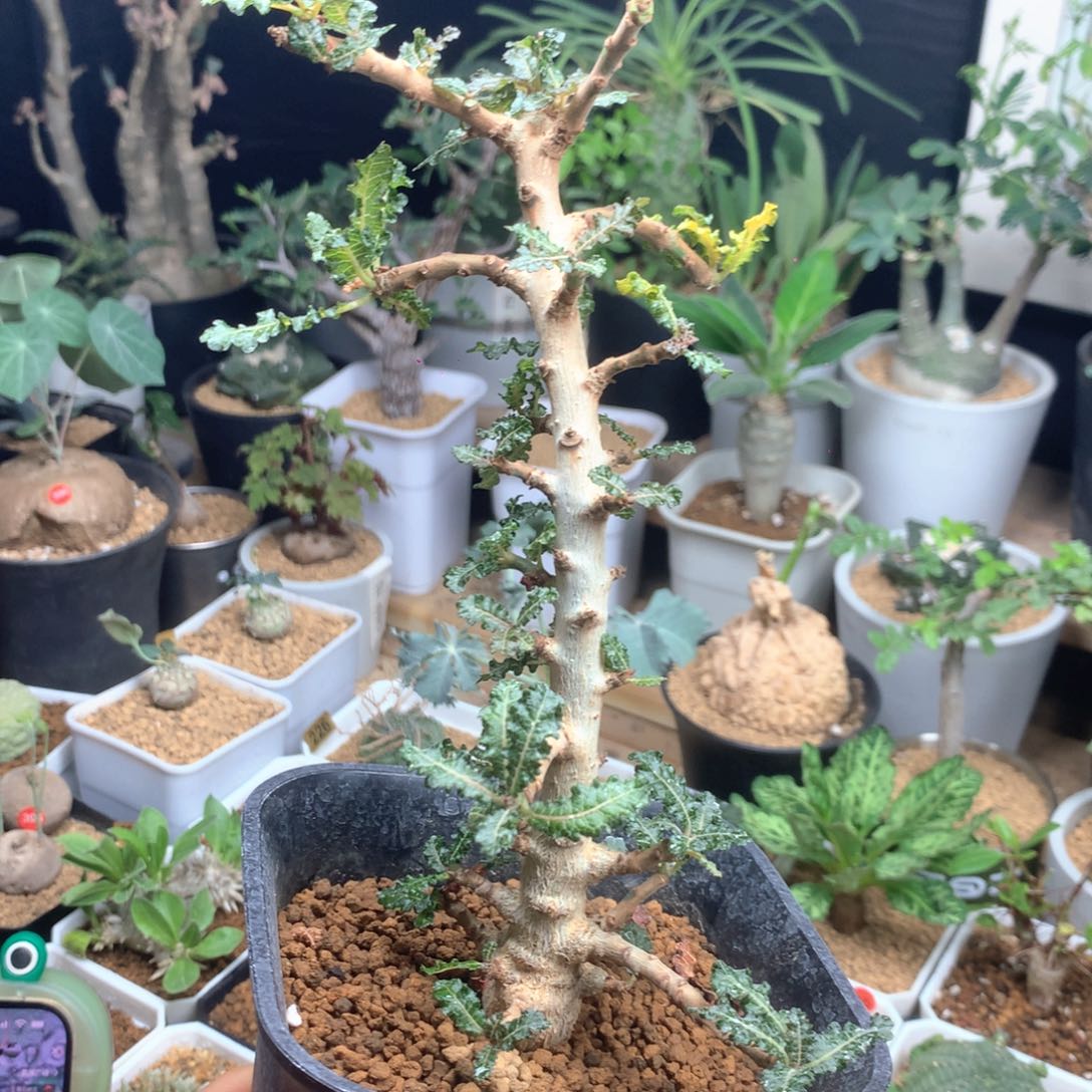 娜娜乳香实生母本带盆