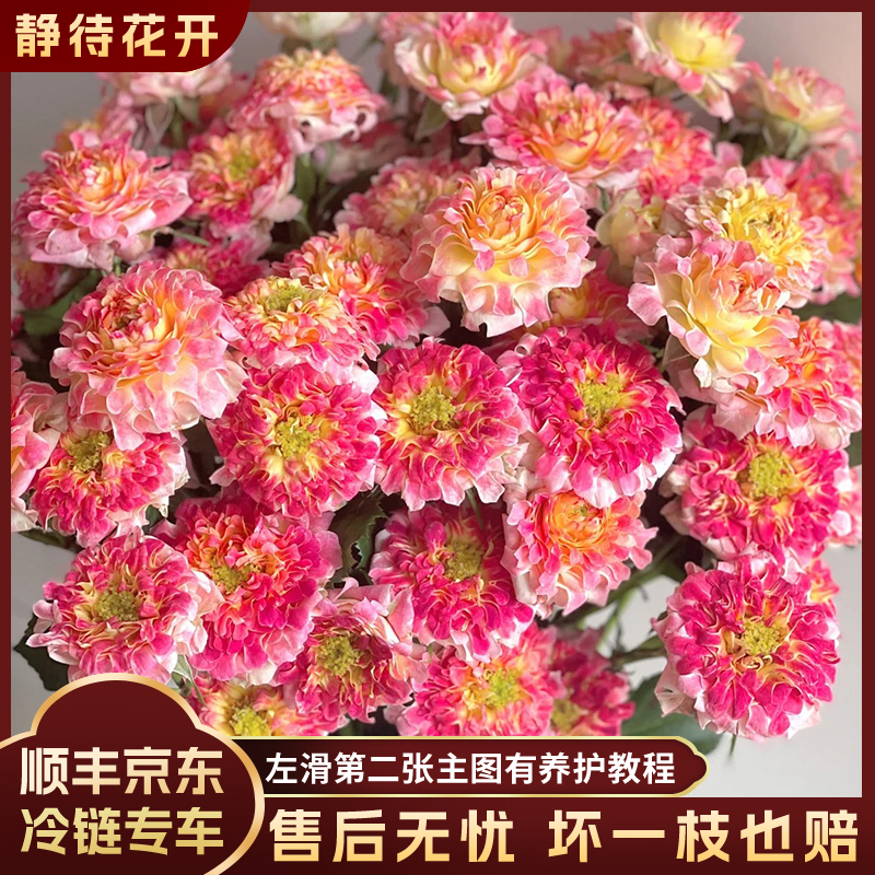 【静待花开】海葵四号-A级多头玫瑰 斗南花卉顺丰包邮 云南鲜花直播
