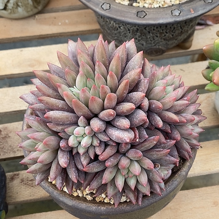 多肉植物肉肉植物