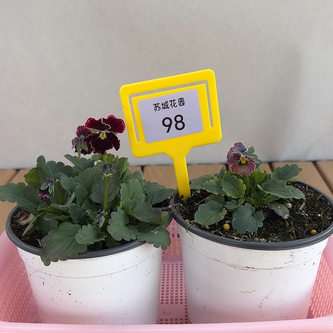 大部分开放少量花苞98