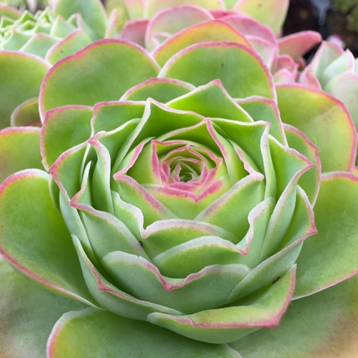 Y739半城玫瑰日耳曼精灵