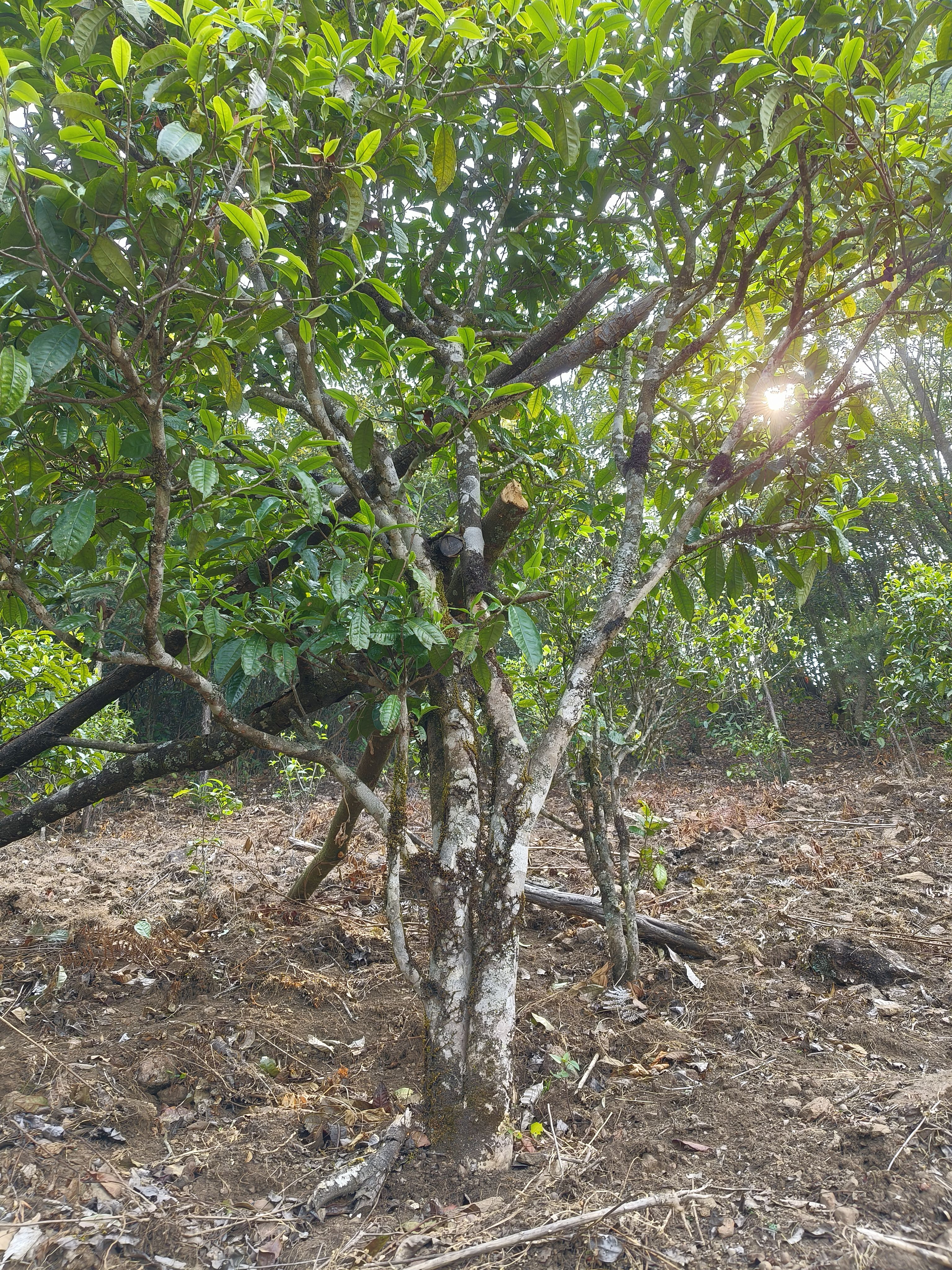 （傍山茶叶）2025懂过石灰窑大树普洱生散200克