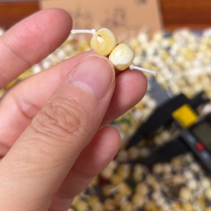 蜜蜡未镶嵌裸石8.5mm一对