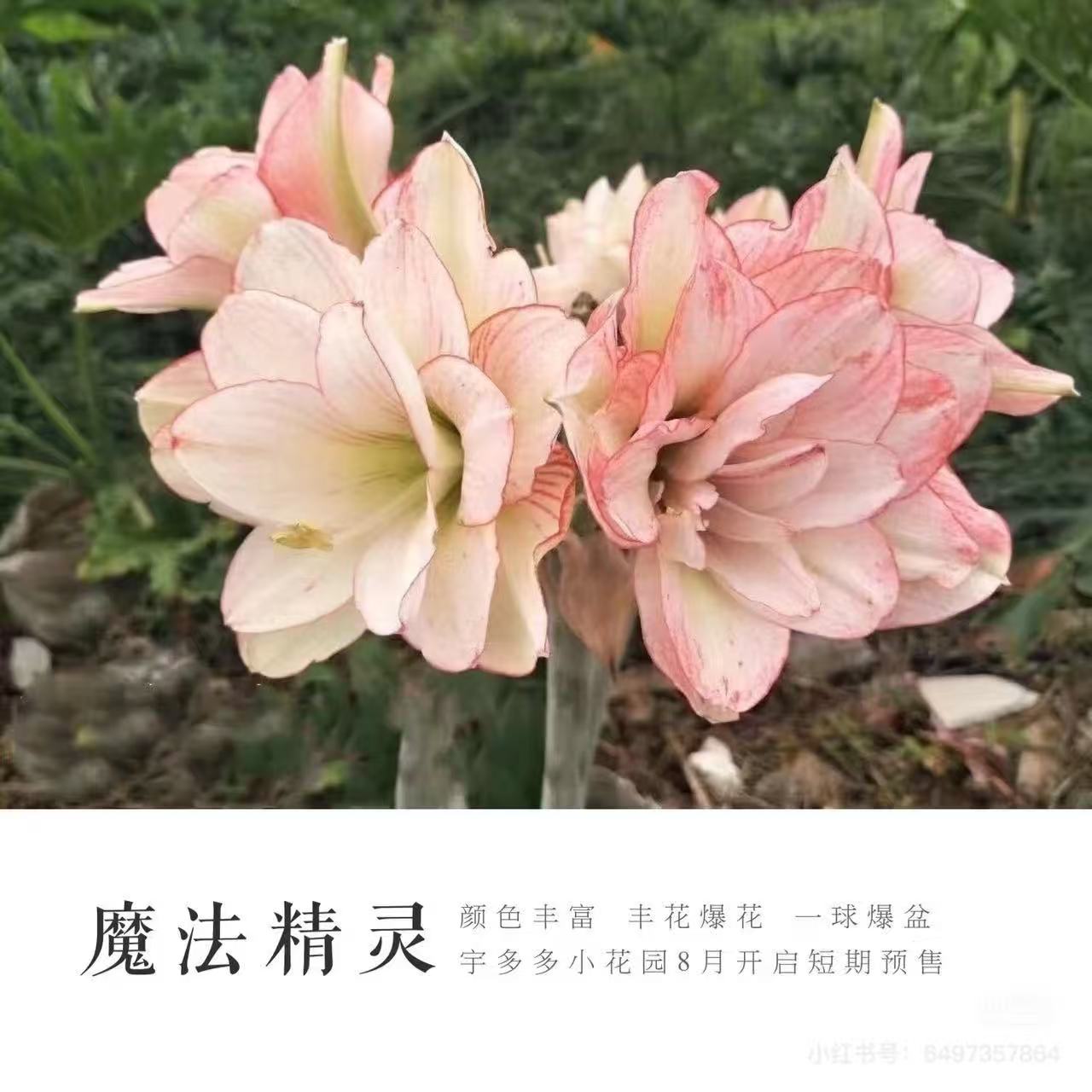 【魔法精灵】 包邮 二胖花园 朱顶红种球