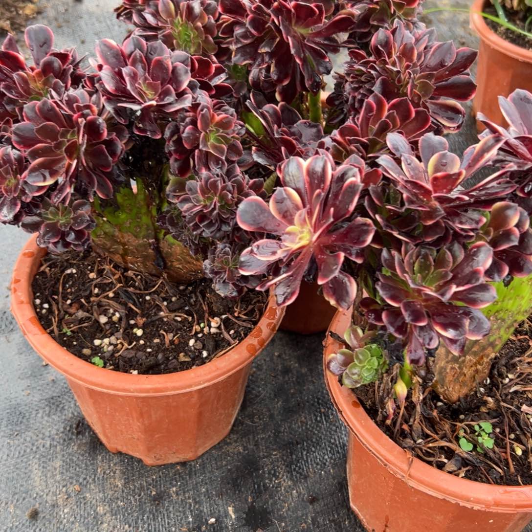 5174欧嘉莉缀一颗15多肉