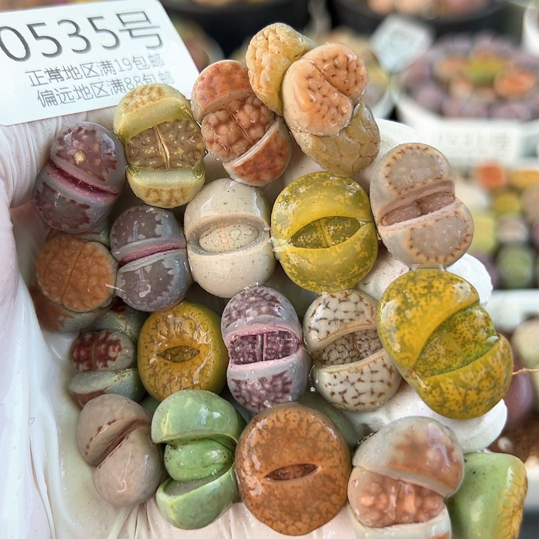 好养易活生石花大母本0535共19颗