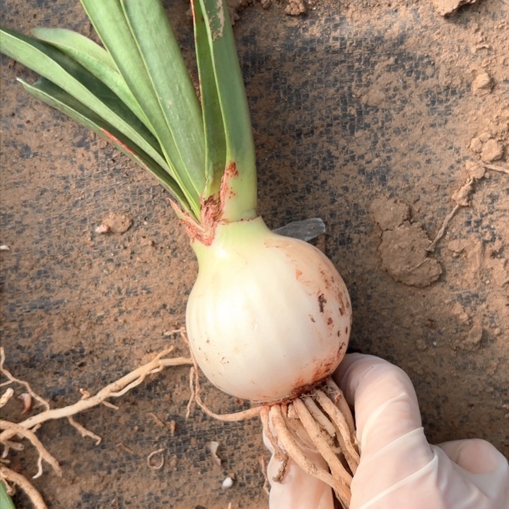 无花朵九月玫瑰线包对版