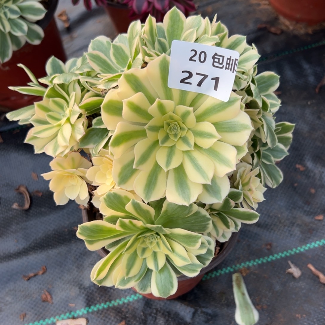 271迈巴赫，满20包邮嘟叮熊