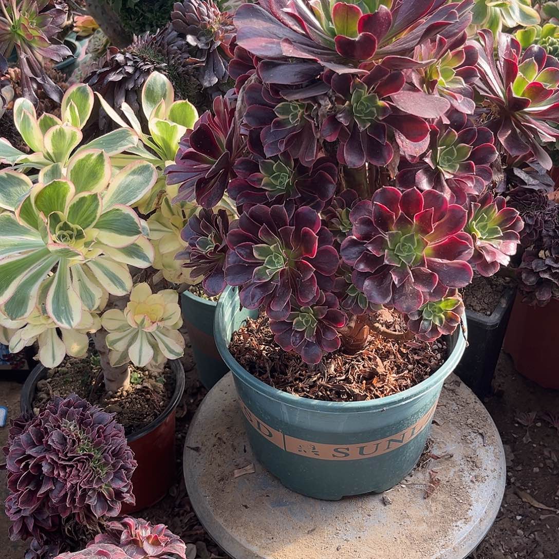 5金丝法师多肉植物