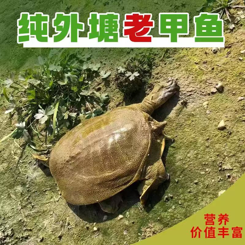 史河水外塘散养母甲鱼