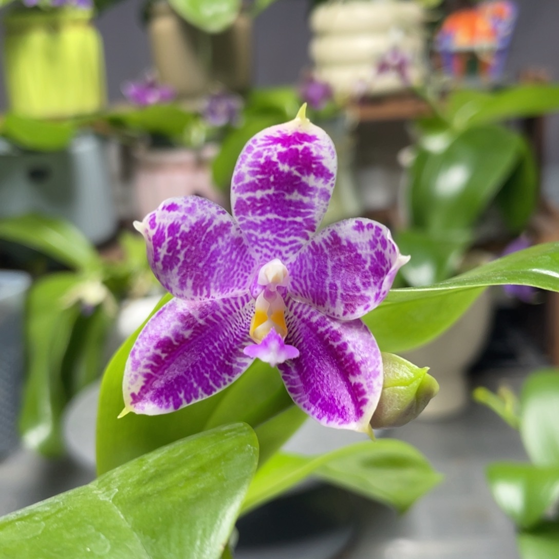 完全开放YW08，元旦炸