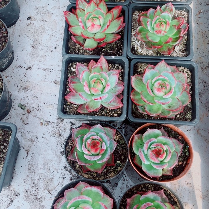 惊鸿仙子多肉植物A18