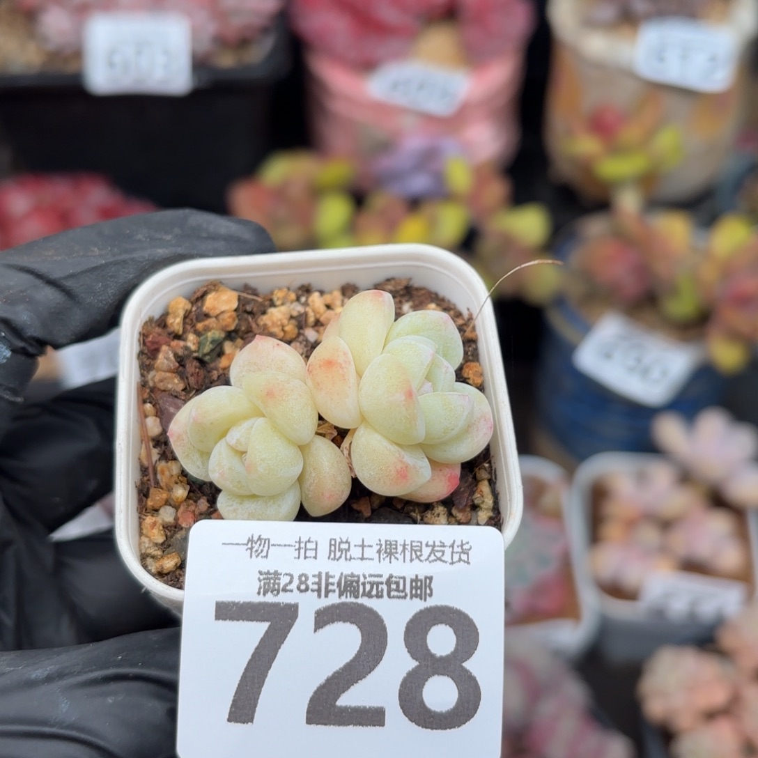 小冰玉带盆土发货