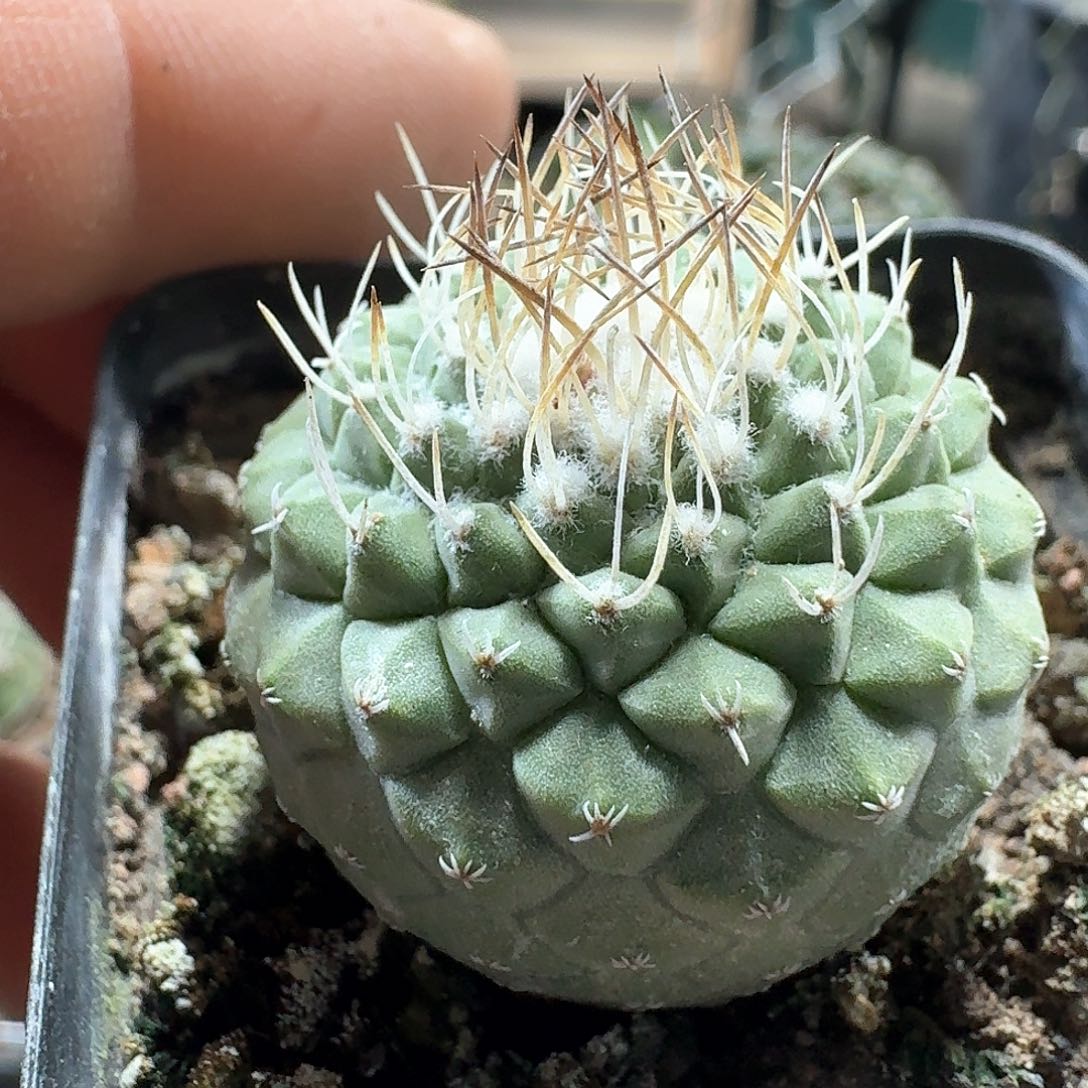 461菊水仙人球脱土发货