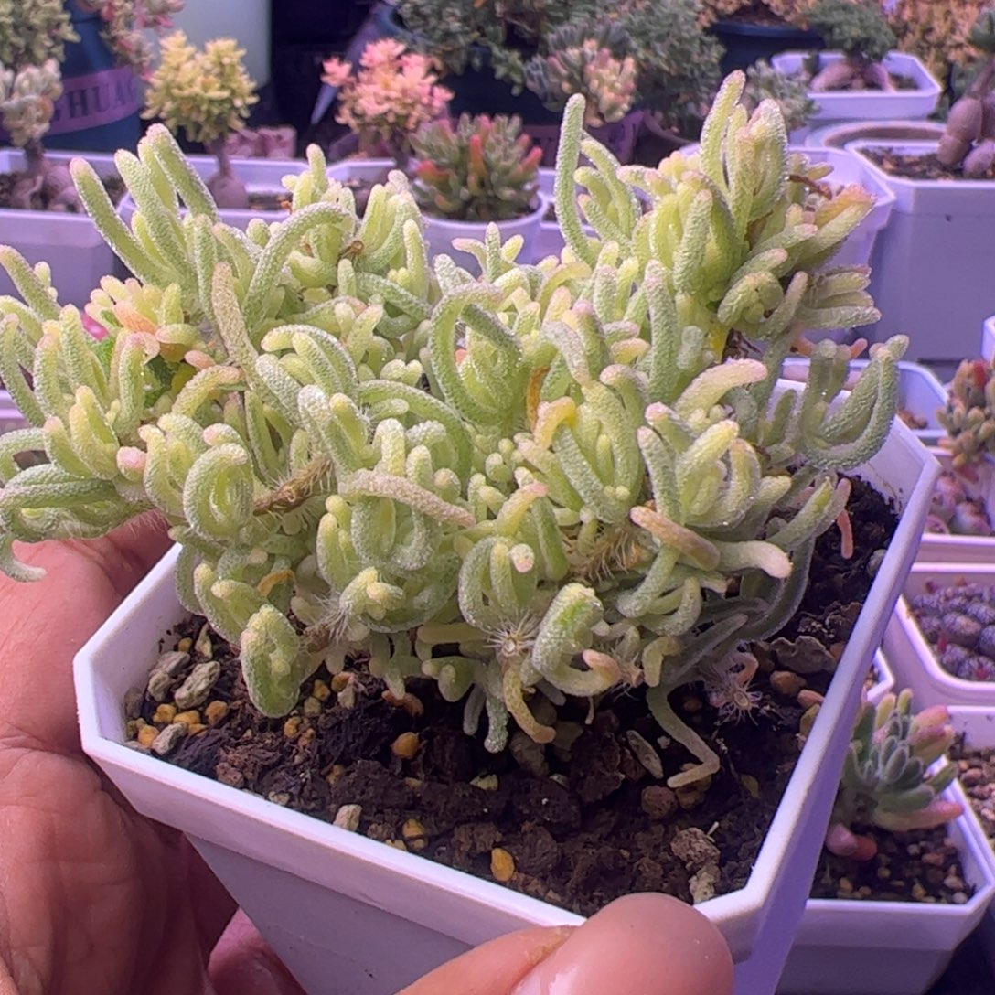 700多肉植物枝干荧光兔白锦