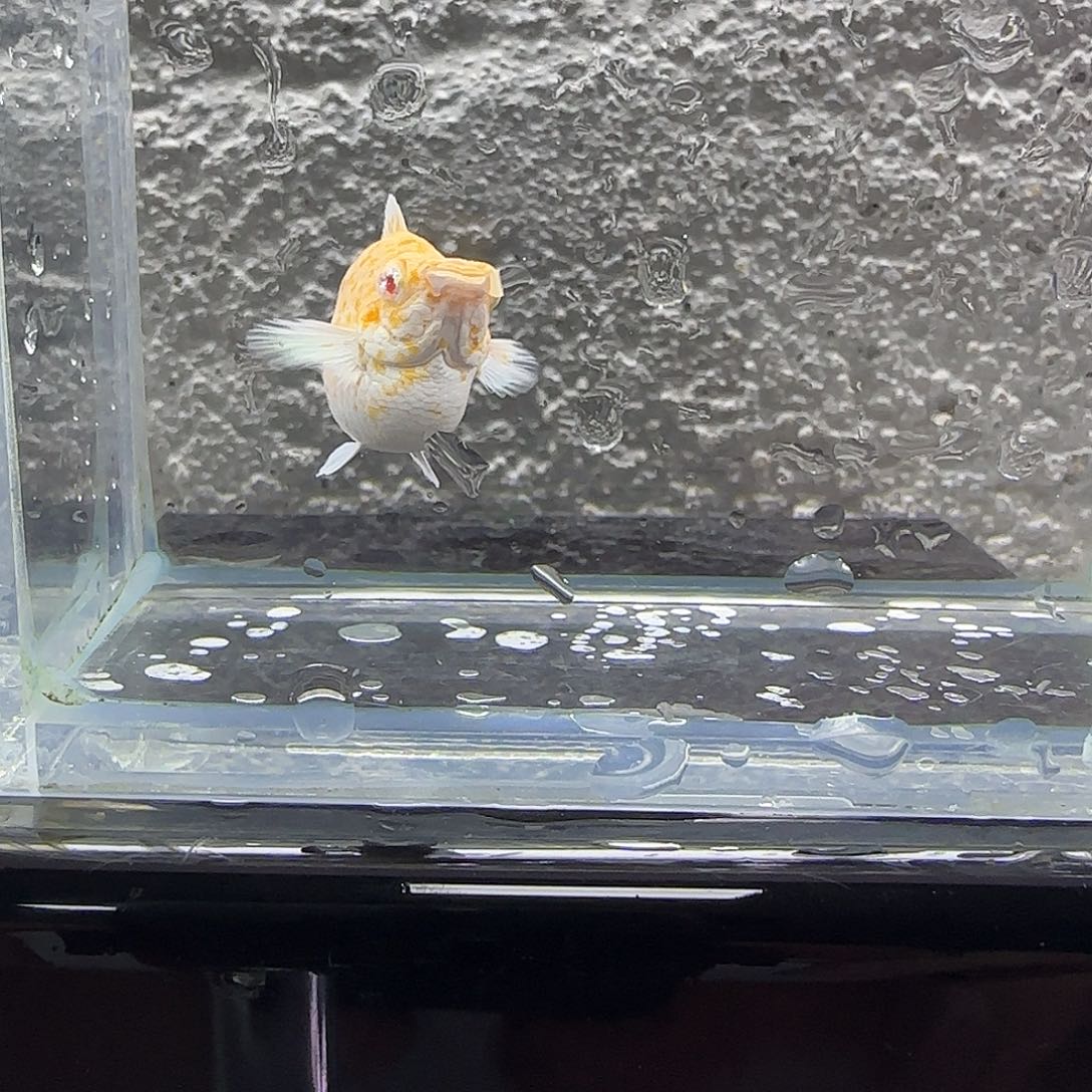 孔雀鱼樱花粉钻圆尾。60号