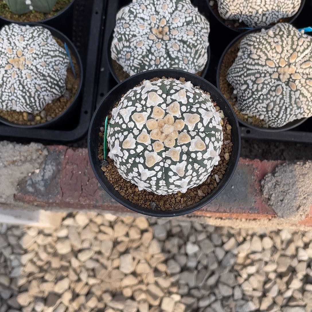 完全开放微瑕盾v 7cm