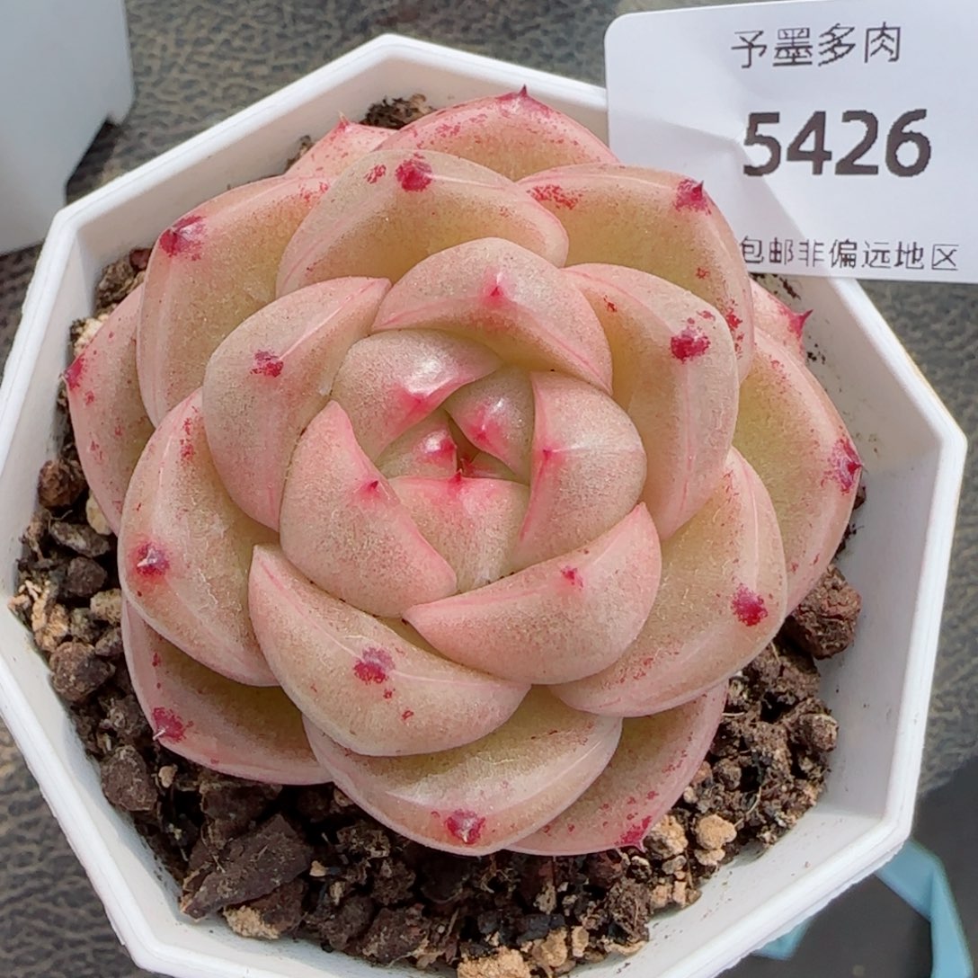 M100 多肉植物，5426多肉