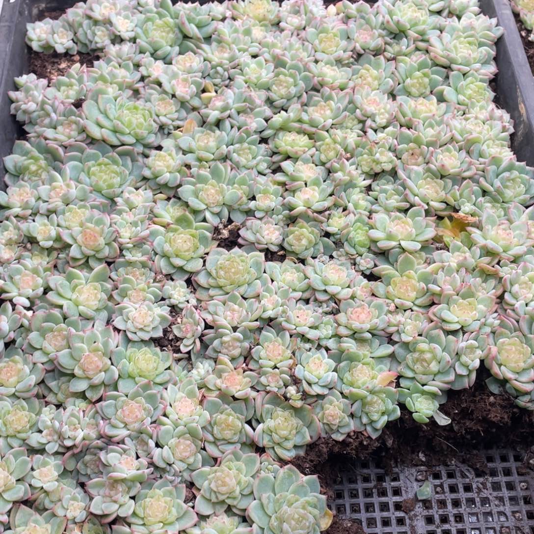 ****考云糖心多肉植物653