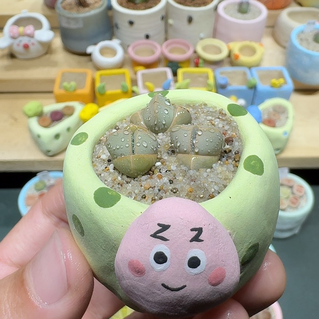 红陶蘑菇662魔玉