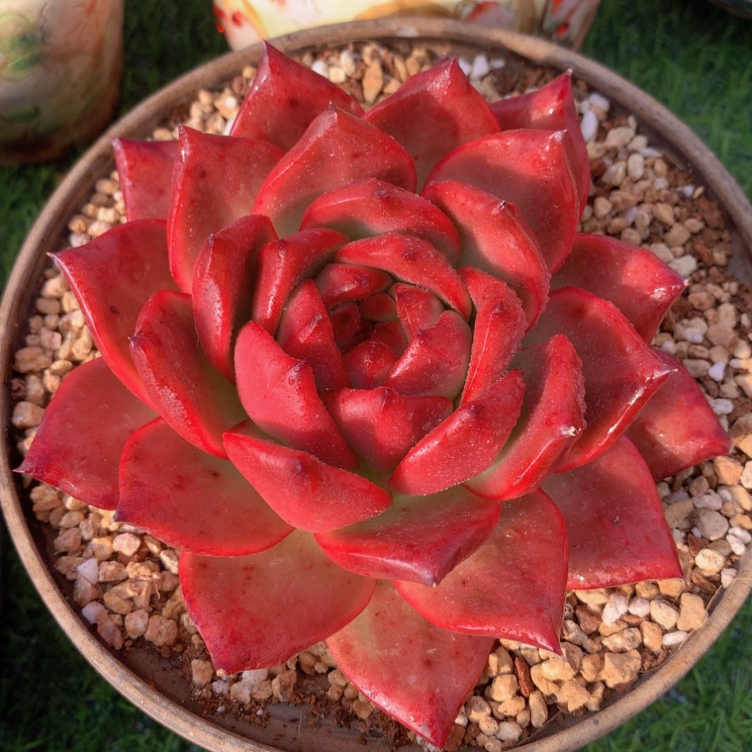 血斑马丽13 公分一物一拍