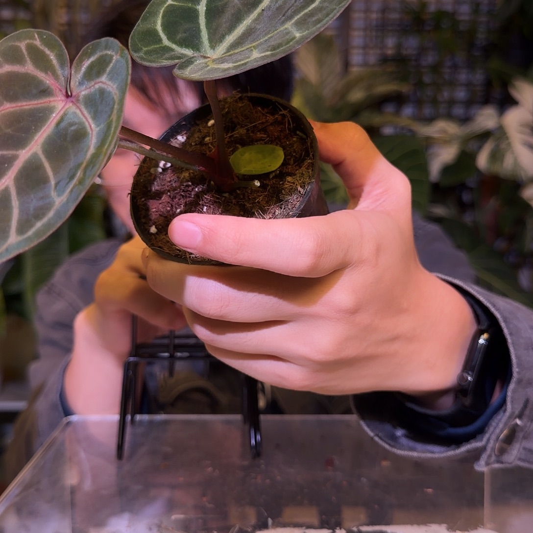 完全开放F359 紫水晶