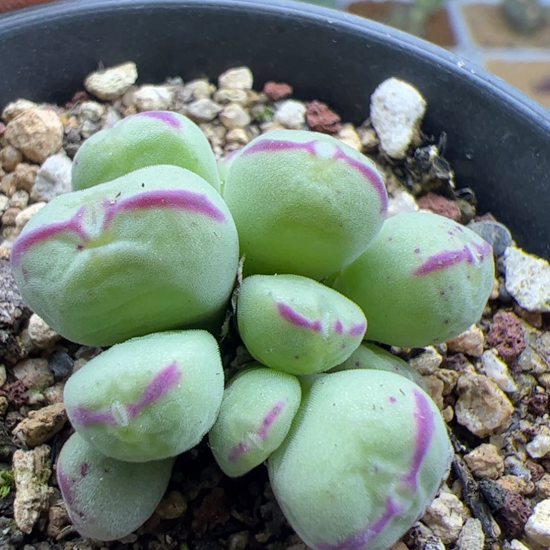 大家过年好22391