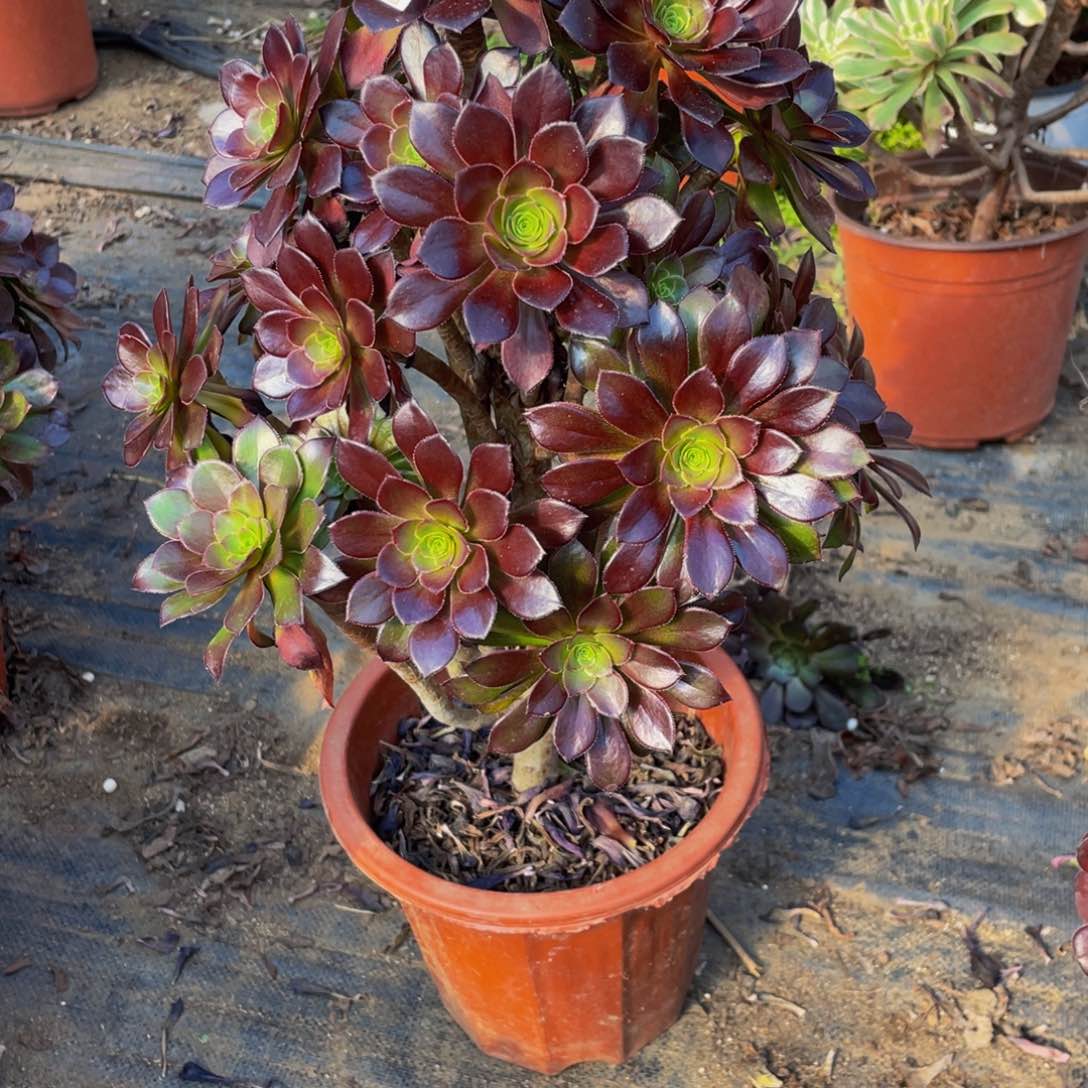 367鲜花老桩造型