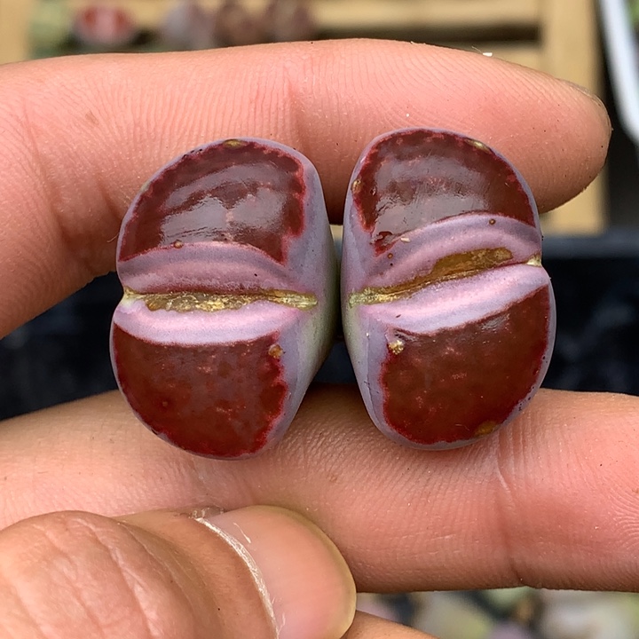 精品多肉植物生石花杂交