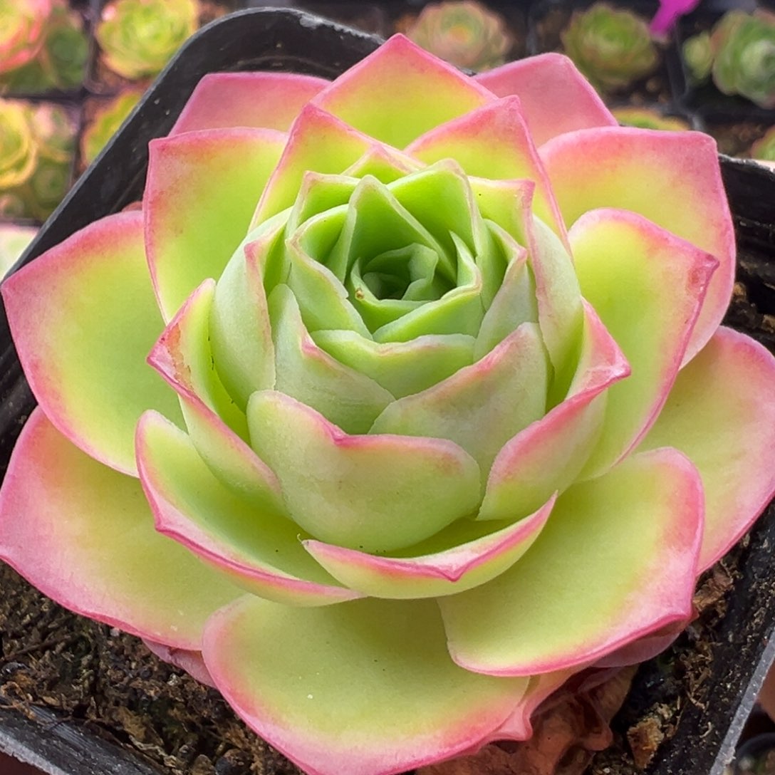 L741半城玫瑰魅影