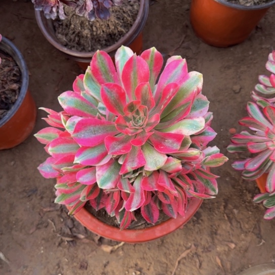 粉女巫9.9多肉植物