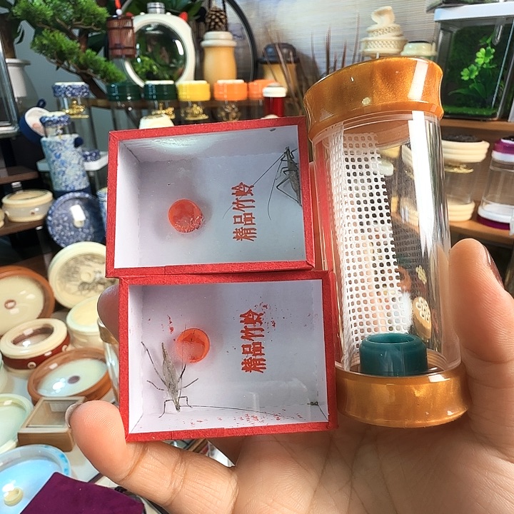 金色竹岭筒➕2紫竹啊啊啊啊