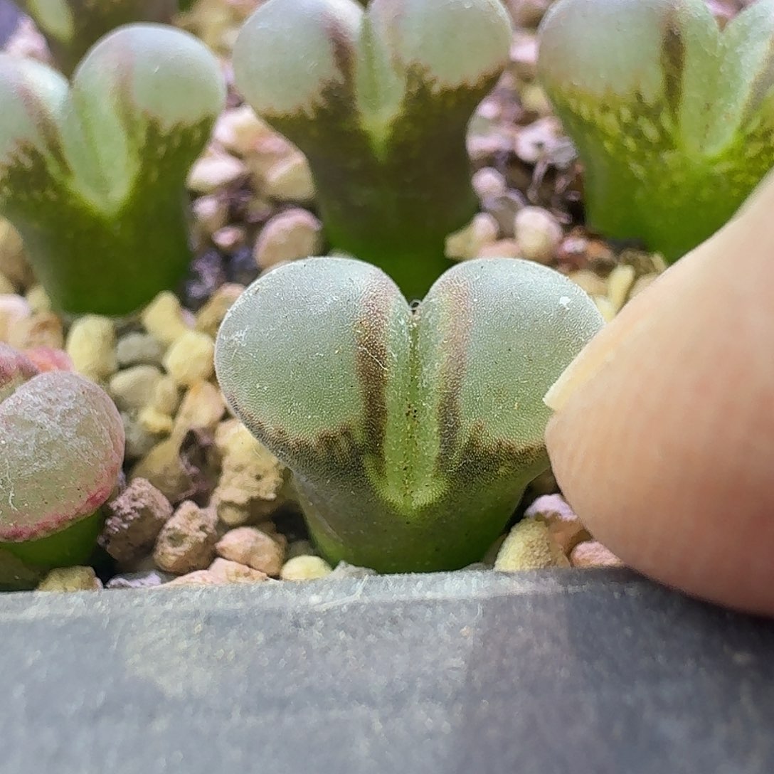 104号1791两年苗一物一拍