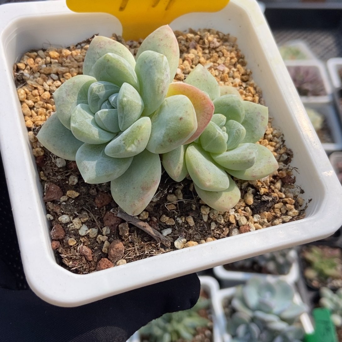 1941冰玉多肉植物保护