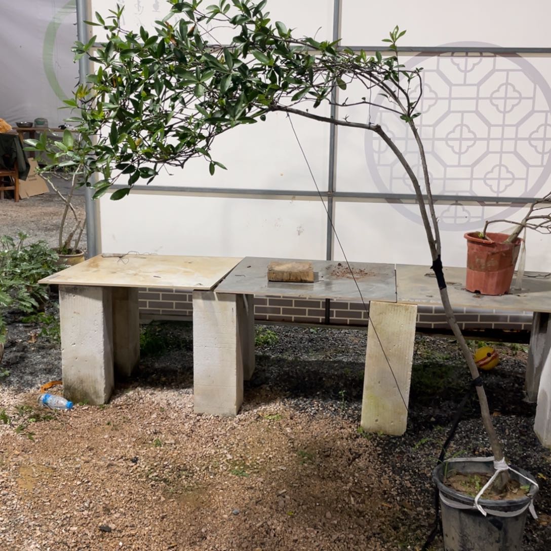 无花朵111111111111111111