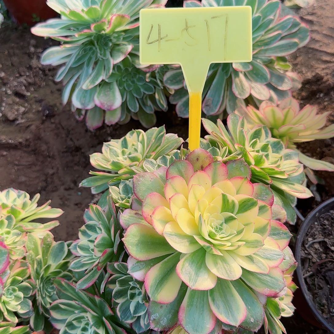 4-517---多头多肉植物