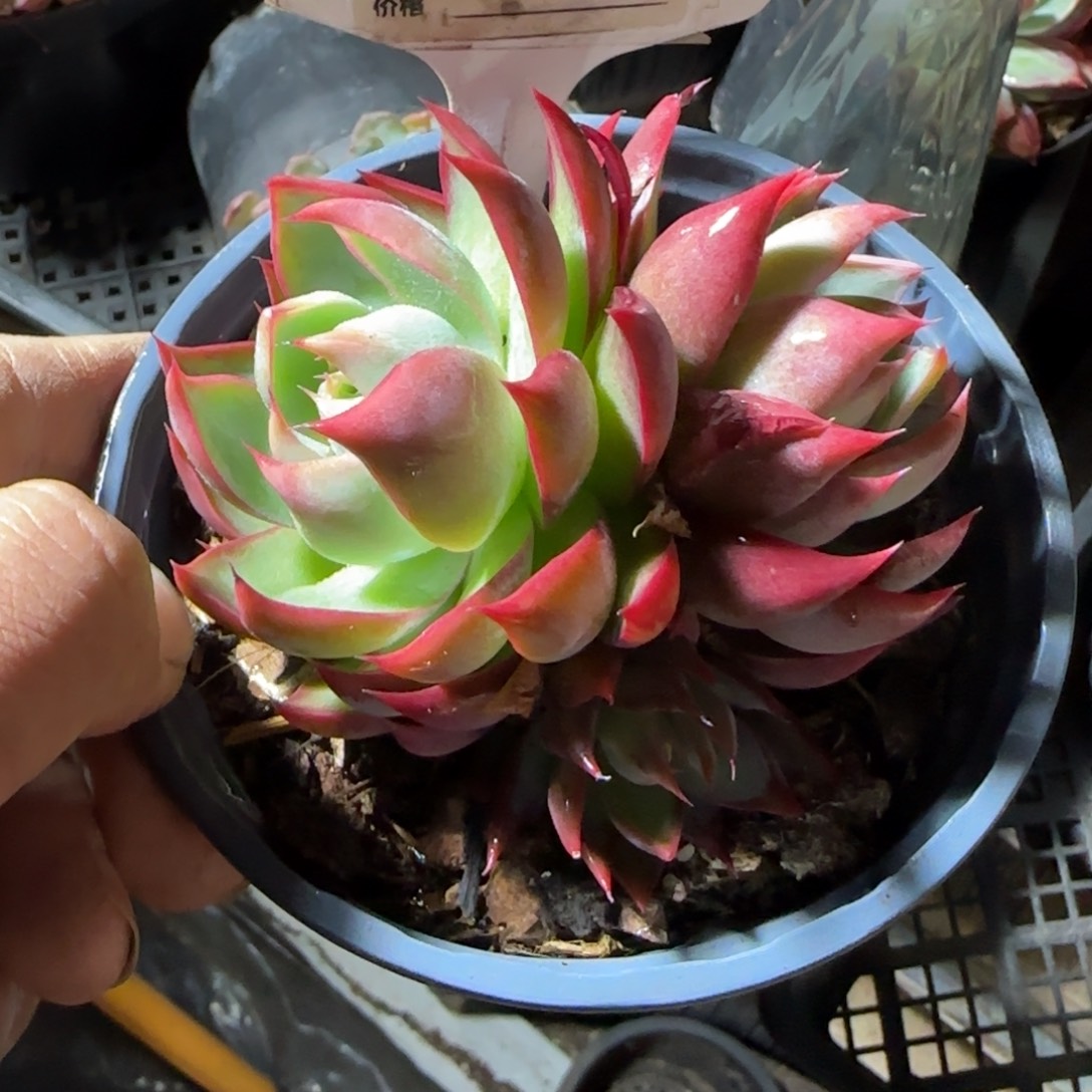 惊鸿一物一拍包装收缩花旱779