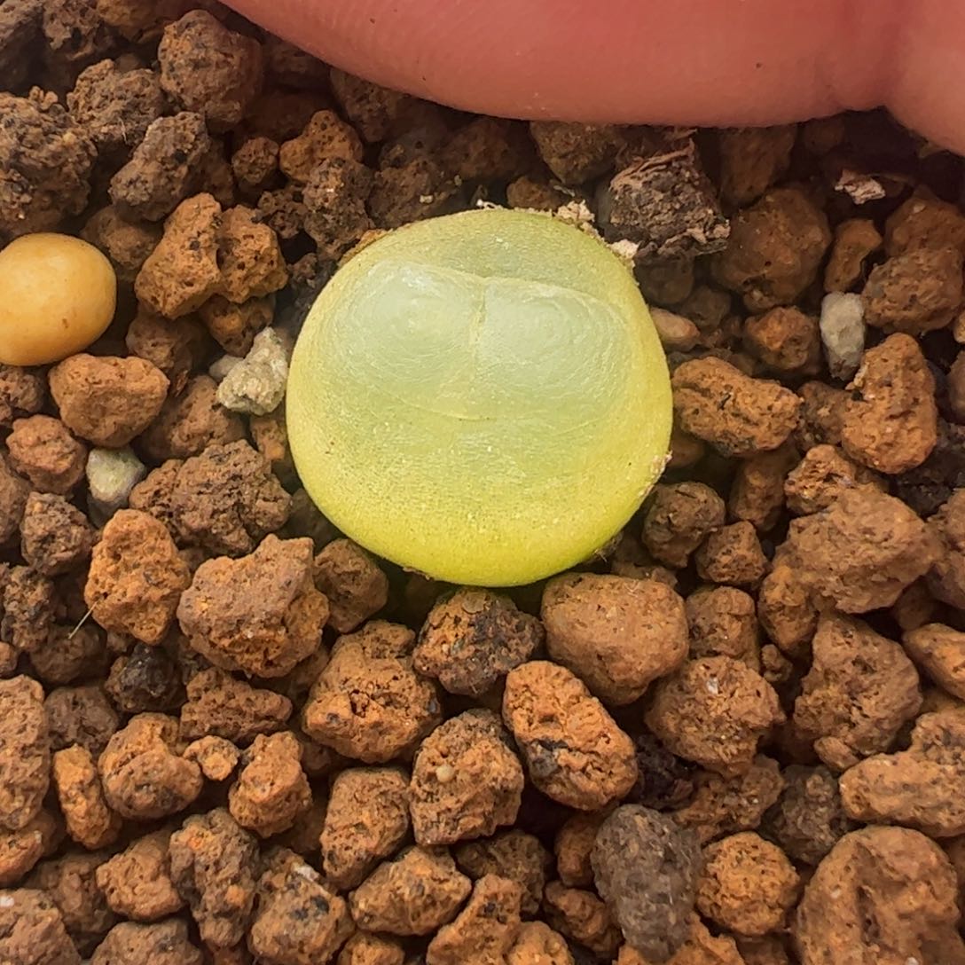 1.2厘米拉登多肉植物