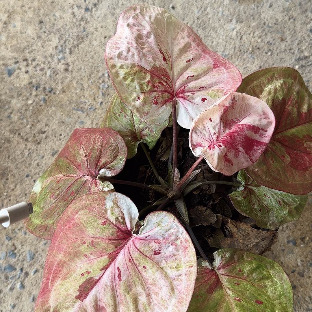 完全开放D057时间魔法