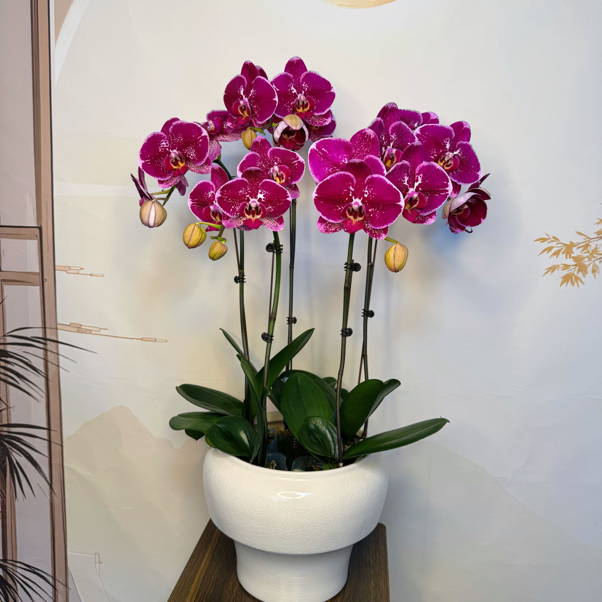 【天后】V3.0蝴蝶兰带花带花苞室内前台喜事乔迁送礼懒人蝴蝶兰