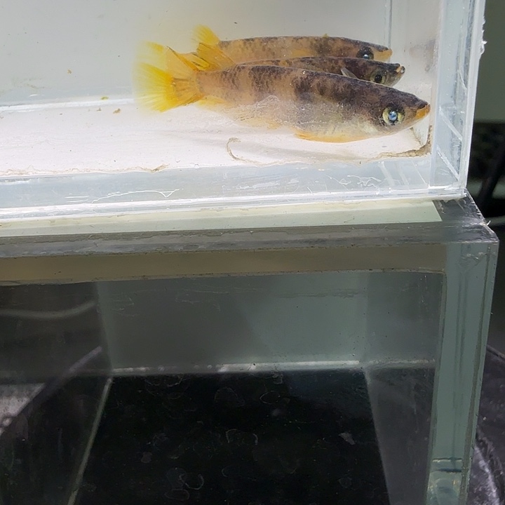 青鳉鱼一物一拍955