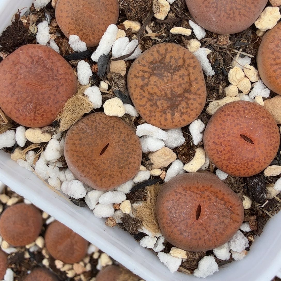 哈哈哈你真的会有这种魔力么275